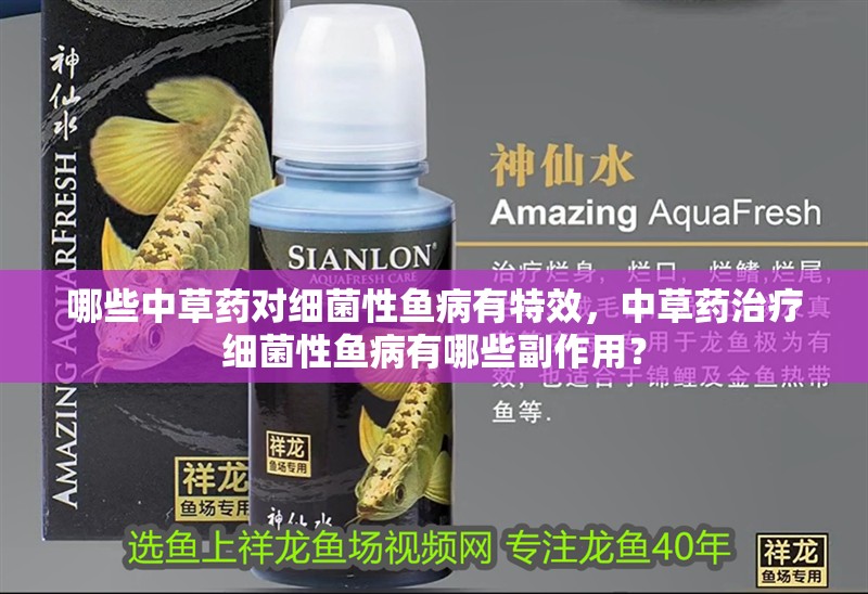 哪些中草藥對細菌性魚病有特效，中草藥治療細菌性魚病有哪些副作用？