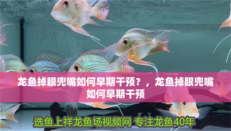 龍魚掉眼兜嘴如何早期干預？，龍魚掉眼兜嘴如何早期干預