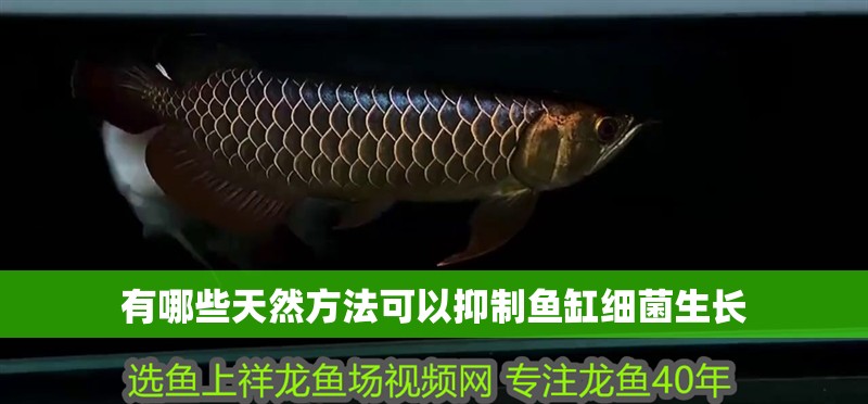 有哪些天然方法可以抑制魚缸細菌生長