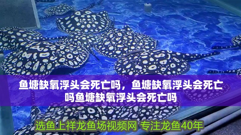 魚塘缺氧浮頭會死亡嗎，魚塘缺氧浮頭會死亡嗎魚塘缺氧浮頭會死亡嗎