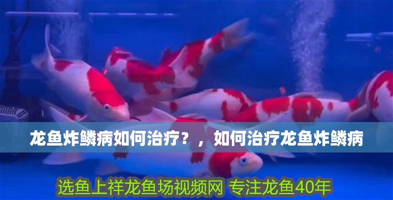 龍魚炸鱗病如何治療？，如何治療龍魚炸鱗病