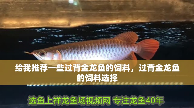 給我推薦一些過背金龍魚的飼料，過背金龍魚的飼料選擇