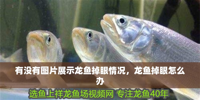 有沒有圖片展示龍魚掉眼情況，龍魚掉眼怎么辦