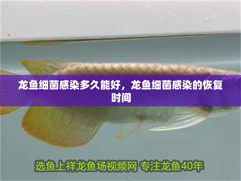 龍魚細(xì)菌感染多久能好，龍魚細(xì)菌感染的恢復(fù)時(shí)間