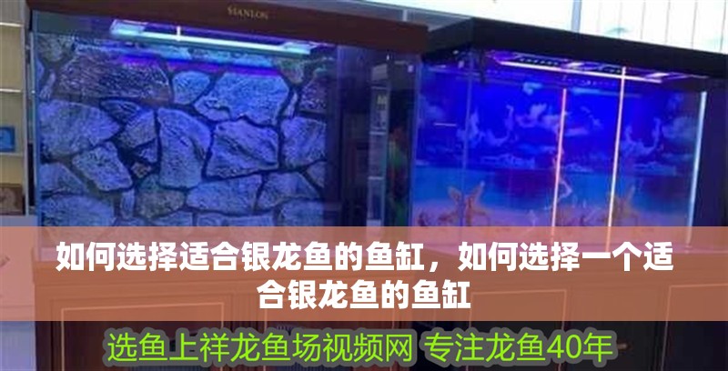 如何選擇適合銀龍魚的魚缸，如何選擇一個(gè)適合銀龍魚的魚缸