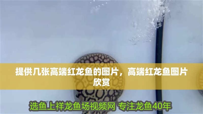 提供幾張高端紅龍魚的圖片，高端紅龍魚圖片欣賞