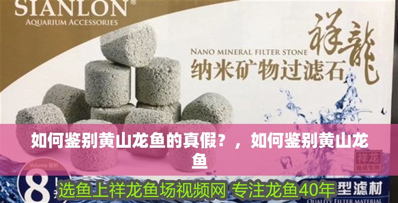 如何鑒別黃山龍魚的真假？，如何鑒別黃山龍魚