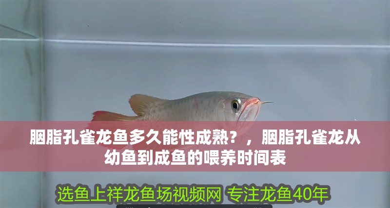 胭脂孔雀龍魚多久能性成熟？，胭脂孔雀龍從幼魚到成魚的喂養時間表