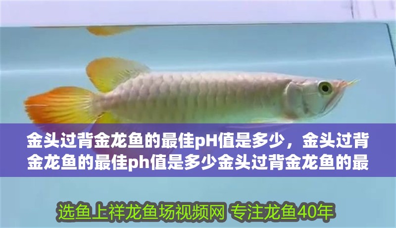 金頭過背金龍魚的最佳pH值是多少，金頭過背金龍魚的最佳ph值是多少金頭過背金龍魚的最佳ph值是多少