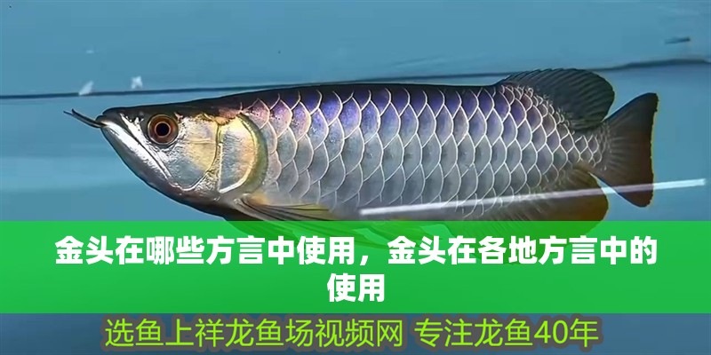 金頭在哪些方言中使用，金頭在各地方言中的使用