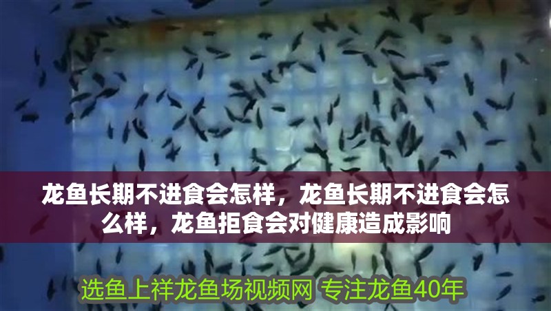 龍魚長期不進食會怎樣，龍魚長期不進食會怎么樣，龍魚拒食會對健康造成影響