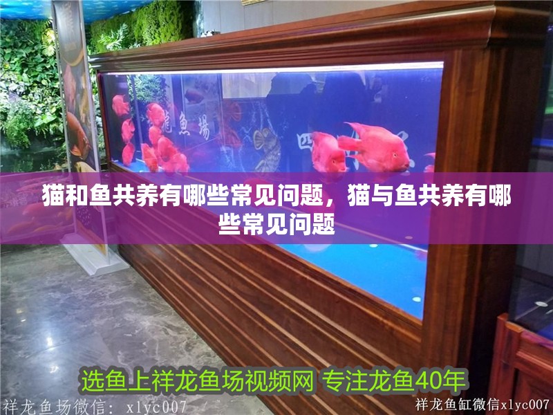 貓和魚共養(yǎng)有哪些常見問題，貓與魚共養(yǎng)有哪些常見問題