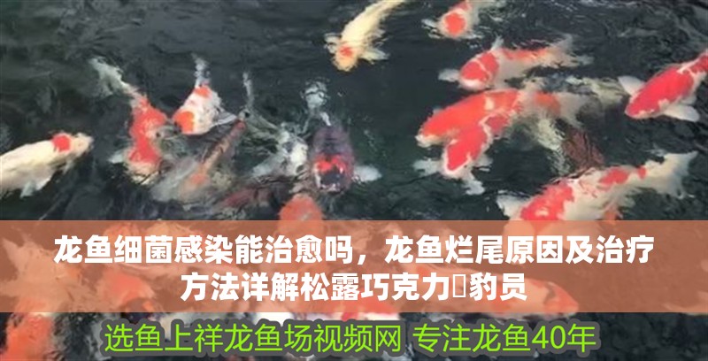 龍魚細(xì)菌感染能治愈嗎，龍魚爛尾原因及治療方法詳解松露巧克力電豹員