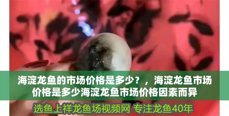 海淀龍魚的市場價格是多少？，海淀龍魚市場價格是多少海淀龍魚市場價格因素而異