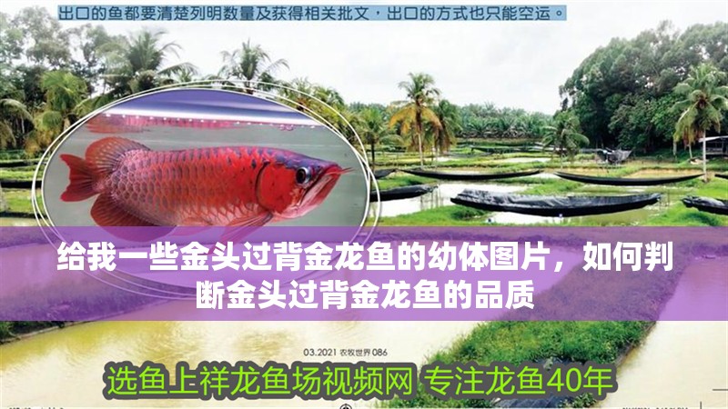 給我一些金頭過背金龍魚的幼體圖片，如何判斷金頭過背金龍魚的品質