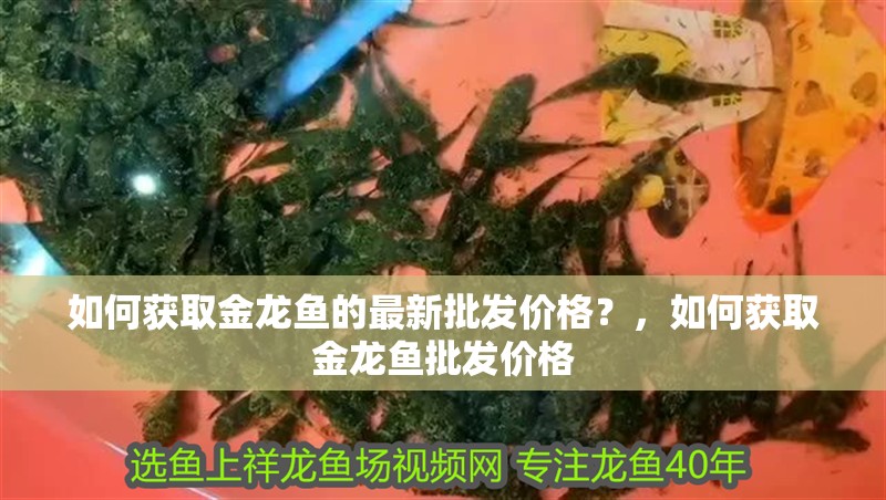 如何獲取金龍魚的最新批發(fā)價(jià)格？，如何獲取金龍魚批發(fā)價(jià)格
