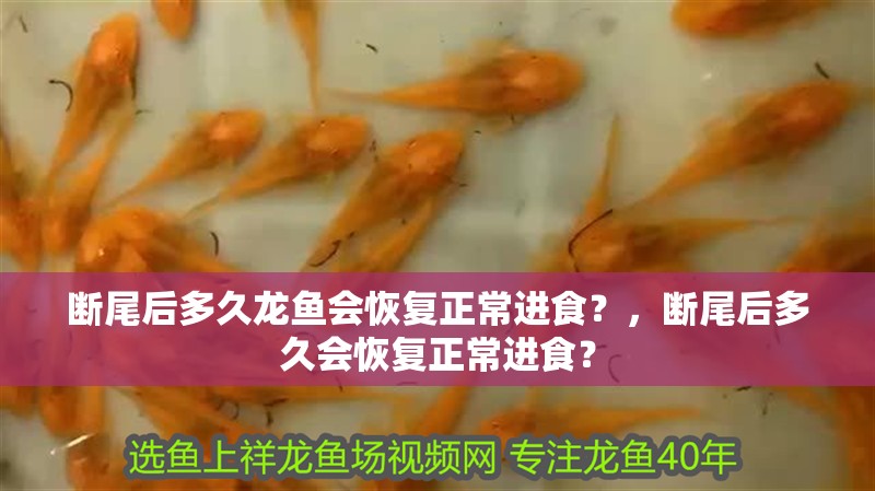 斷尾后多久龍魚會恢復正常進食？，斷尾后多久會恢復正常進食？