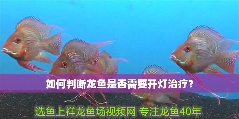 如何判斷龍魚是否需要開燈治療？