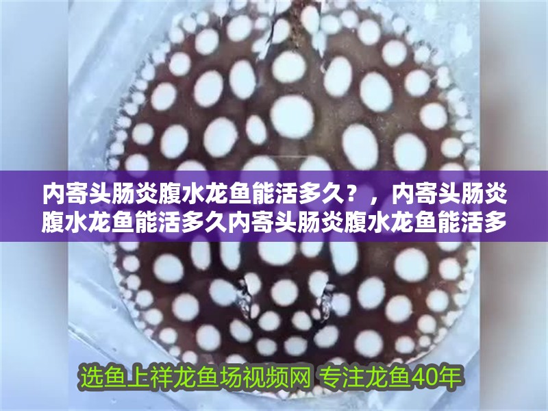 內(nèi)寄頭腸炎腹水龍魚能活多久？，內(nèi)寄頭腸炎腹水龍魚能活多久內(nèi)寄頭腸炎腹水龍魚能活多久