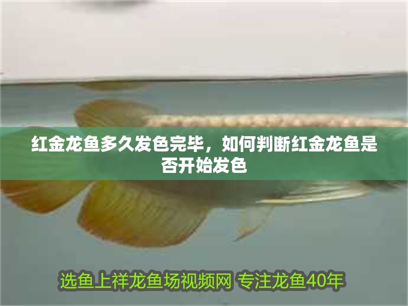 紅金龍魚多久發色完畢，如何判斷紅金龍魚是否開始發色