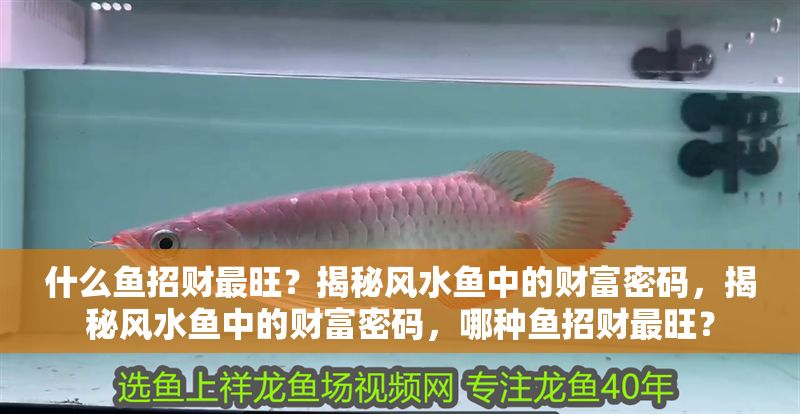 什么魚招財(cái)最旺？揭秘風(fēng)水魚中的財(cái)富密碼，揭秘風(fēng)水魚中的財(cái)富密碼，哪種魚招財(cái)最旺？