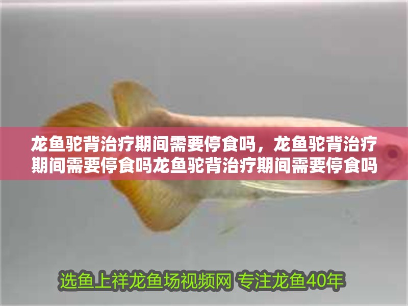 龍魚駝背治療期間需要停食嗎，龍魚駝背治療期間需要停食嗎龍魚駝背治療期間需要停食嗎