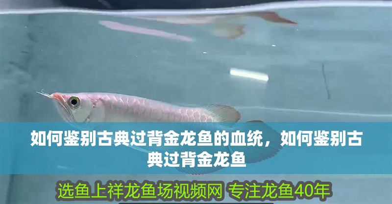 如何鑒別古典過背金龍魚的血統，如何鑒別古典過背金龍魚