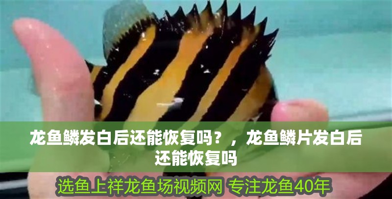 龍魚鱗發白后還能恢復嗎？，龍魚鱗片發白后還能恢復嗎