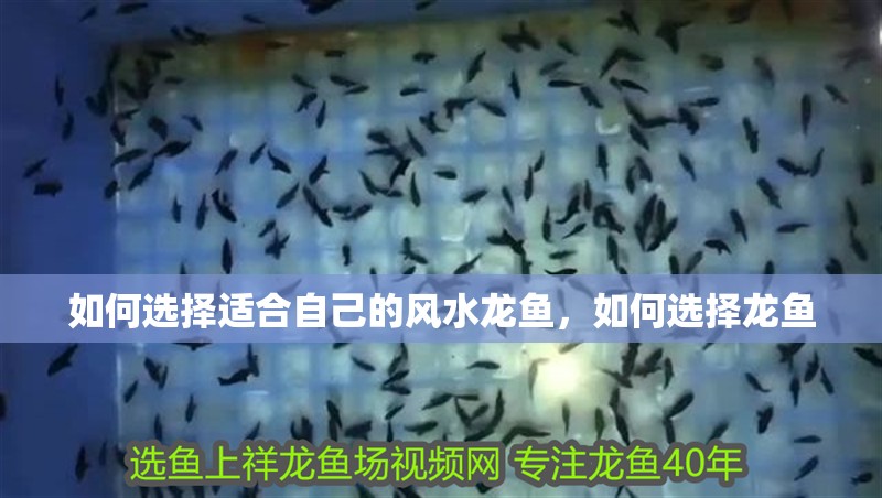 如何選擇適合自己的風(fēng)水龍魚(yú)，如何選擇龍魚(yú)