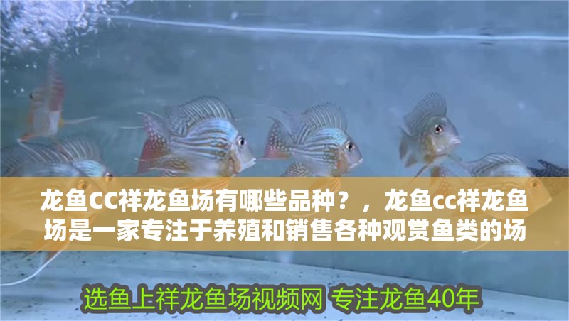 龍魚CC祥龍魚場有哪些品種？，龍魚cc祥龍魚場是一家專注于養(yǎng)殖和銷售各種觀賞魚類的場所