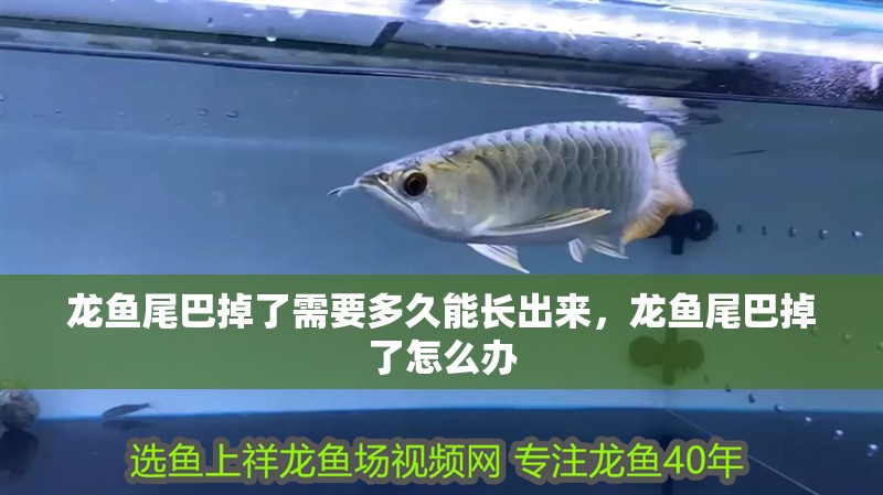 龍魚尾巴掉了需要多久能長出來，龍魚尾巴掉了怎么辦