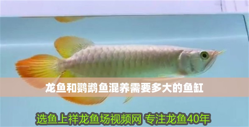 龍魚和鸚鵡魚混養(yǎng)需要多大的魚缸