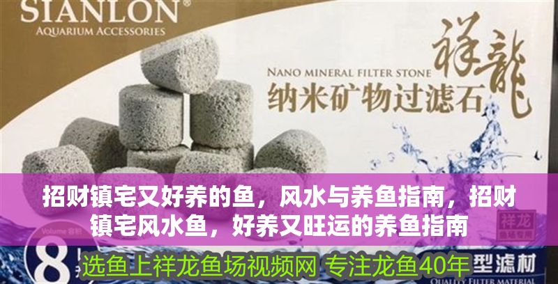 招財鎮宅又好養的魚，風水與養魚指南，招財鎮宅風水魚，好養又旺運的養魚指南