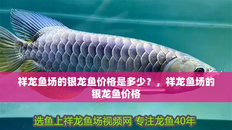 祥龍魚場的銀龍魚價格是多少？，祥龍魚場的銀龍魚價格