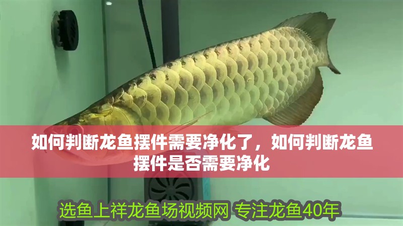 如何判斷龍魚擺件需要凈化了，如何判斷龍魚擺件是否需要凈化
