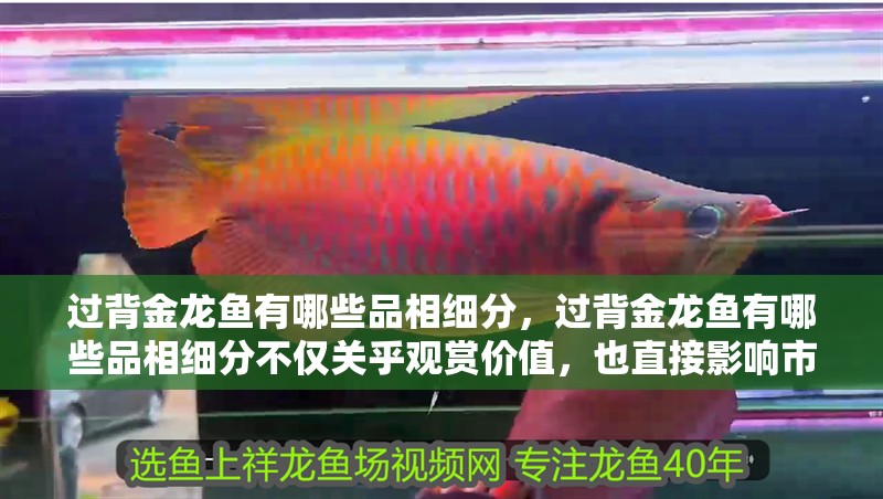 過背金龍魚有哪些品相細分，過背金龍魚有哪些品相細分不僅關乎觀賞價值，也直接影響市場價值