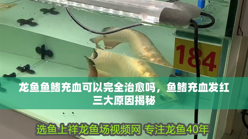 龍魚魚鰭充血可以完全治愈嗎，魚鰭充血發紅三大原因揭秘