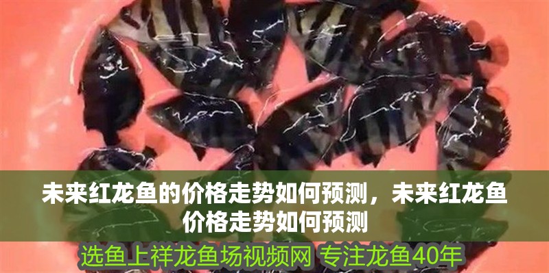 未來紅龍魚的價格走勢如何預測，未來紅龍魚價格走勢如何預測
