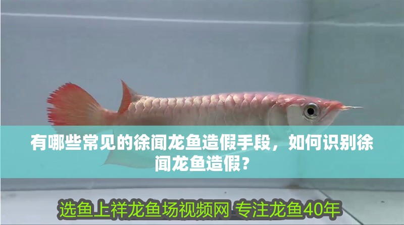 有哪些常見的徐聞龍魚造假手段，如何識別徐聞龍魚造假？