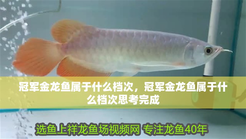 冠軍金龍魚屬于什么檔次，冠軍金龍魚屬于什么檔次思考完成