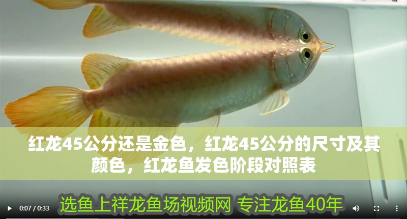 紅龍45公分還是金色，紅龍45公分的尺寸及其顏色，紅龍魚發色階段對照表