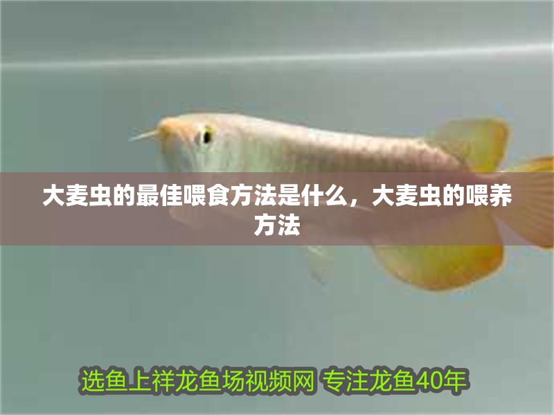 大麥蟲的最佳喂食方法是什么，大麥蟲的喂養(yǎng)方法
