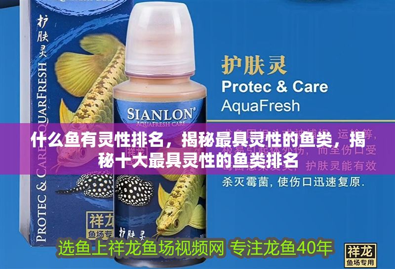 什么魚有靈性排名,揭秘最具靈性的魚類,揭秘十大最具靈性的魚類排名 龍魚百科 第1張 什么魚有靈性排名,揭秘最具靈性的魚類,揭秘十大最具靈性的魚類排名 什么魚有靈性排名,揭秘最具靈性的魚類,揭秘十大最具靈性的魚類排名 龍魚百科 第1張