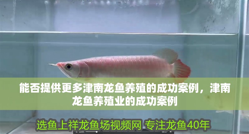 能否提供更多津南龍魚養(yǎng)殖的成功案例，津南龍魚養(yǎng)殖業(yè)的成功案例