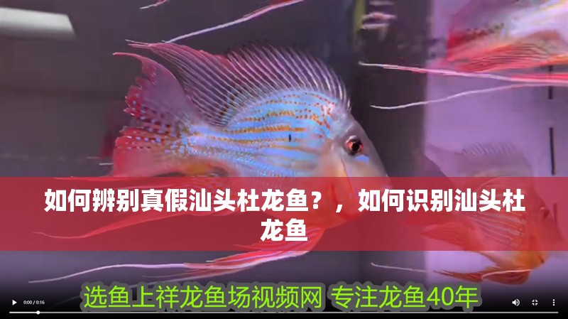 如何辨別真假汕頭杜龍魚？，如何識別汕頭杜龍魚