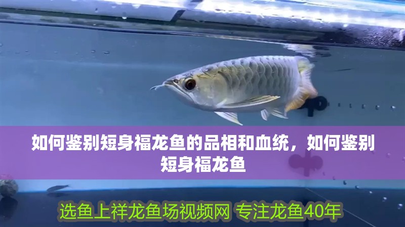 如何鑒別短身福龍魚的品相和血統，如何鑒別短身福龍魚