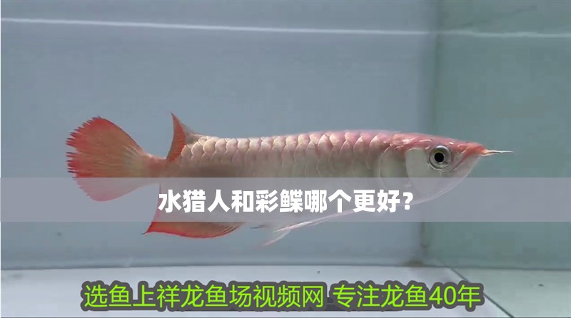 水獵人和彩鰈哪個(gè)更好？