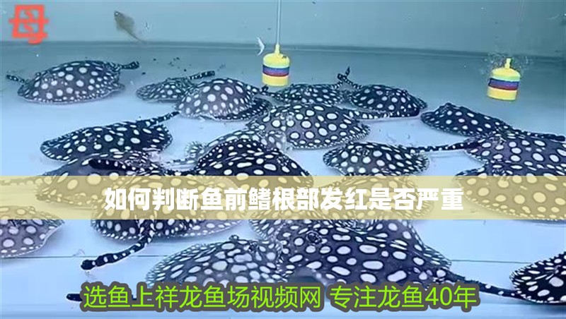 如何判斷魚前鰭根部發紅是否嚴重
