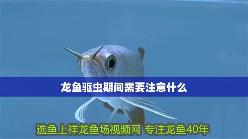 龍魚驅蟲期間需要注意什么