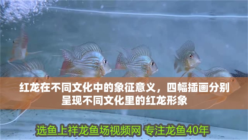 紅龍在不同文化中的象征意義，四幅插畫分別呈現(xiàn)不同文化里的紅龍形象